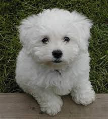 Allergy-friendly dogs